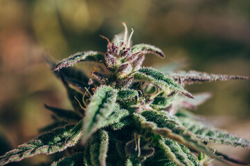 cannabis weed bud trichomes