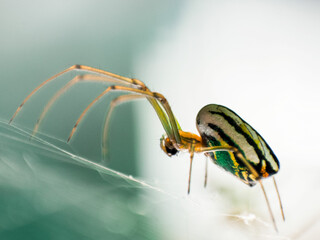 Spiders in the garden