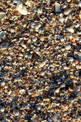 Seashell background, lots of different seashells piled together