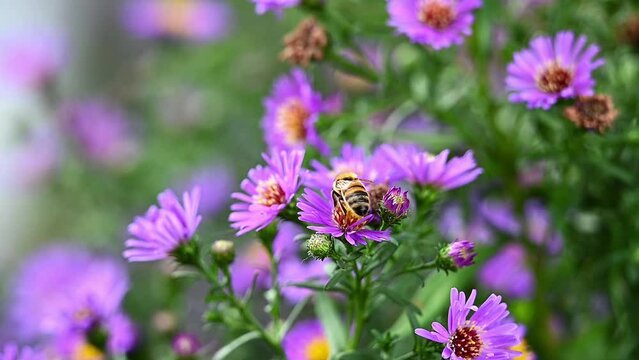 honey bee on asters