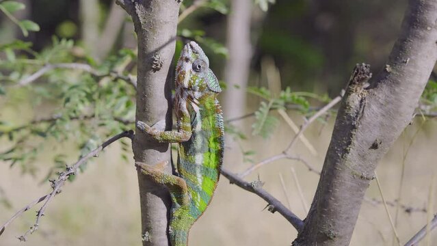 Green chameleon sits on tree trunk on sunny day. Panther chameleon (Furcifer pardalis).
