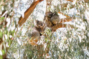 Mother and baby koala sitting together in Australian eucalypt tree © Caseyjadew