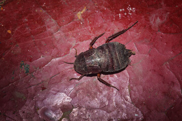 Dead cockroach Hemiblabera brunneri on a wooden painted floor close-up. The species is distributed...