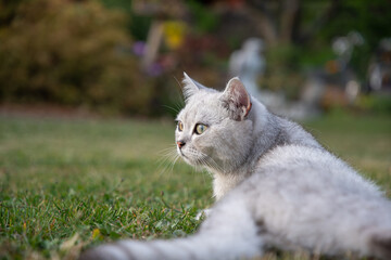 cute light gray scottish kitten lies peacefully on a green lawn and enjoy