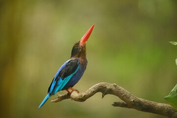 Javan kingfisher on branch