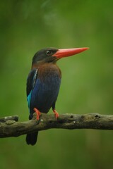 Javan kingfisher from east java indonesia