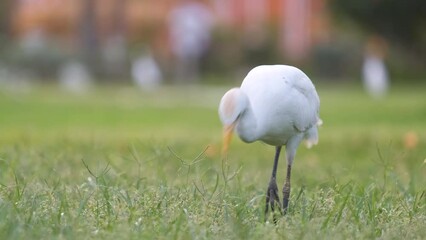 White cattle egret wild bird, also known as Bubulcus ibis walking on green lawn in summer