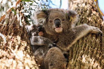 Mother and baby koala sitting together in Australian eucalypt tree