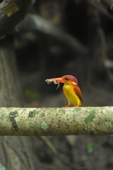 Rufous backed kingfisher