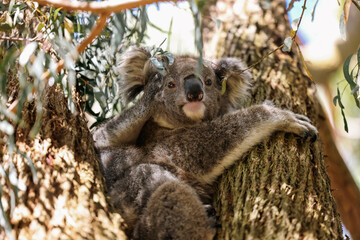 Mother and baby koala sitting together in Australian eucalypt tree