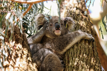 Mother and baby koala sitting together in Australian eucalypt tree © Caseyjadew