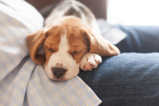Beagle puppy snuggling on knees, Connecticut, USA