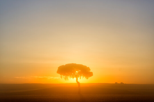 Silhouette of tree at sunrise, Villafafila Natural Park, Zamora, Castile and Leon, Spain