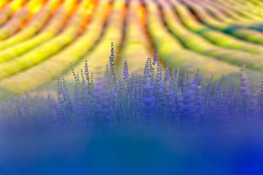 Lavender field, Brihuega, Guadalajara province, Castilla&Acirc;&nbsp;La&Acirc;&nbsp;Mancha, Spain