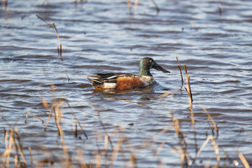 Male Northern Shoveler on lake