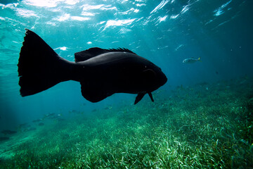 a black sea bass swims above sea grass