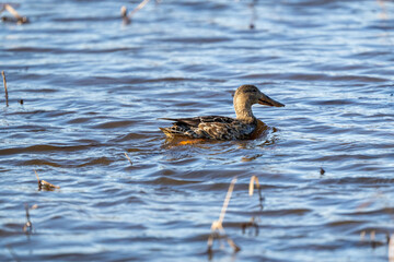 Female Northern Shoveler  on Lake