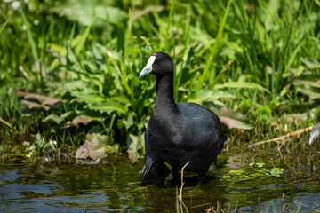 Coot in the water