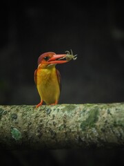 Rufous backed kingfisher