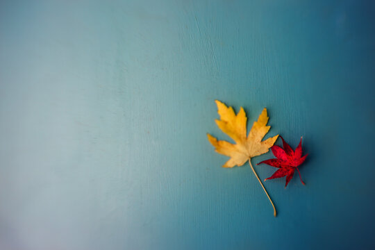 Colorful leaves laying on a blue tabletop