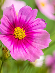 Close up of pink Cosmos flowers in a garden