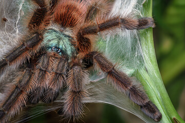 Caribena versicolor