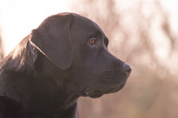Black labrador retriever. Profile of young dog in focus against sky and blurred trees background.
