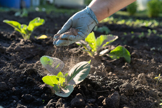 a woman's hand sprinkles ash on a small sprout of cabbage, protection of the crop from midges and fertilizer for the crop, ash for plants