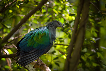 blue bird on a branch