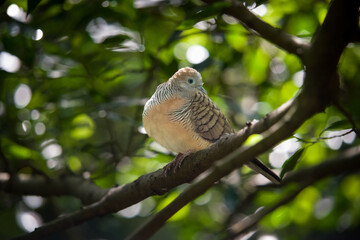 bird l sitting on a branch