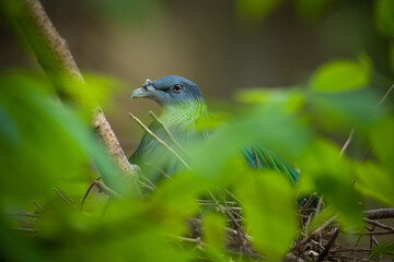 blue bird on the branch
