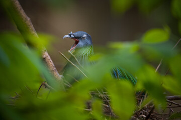 blue bird on a branch