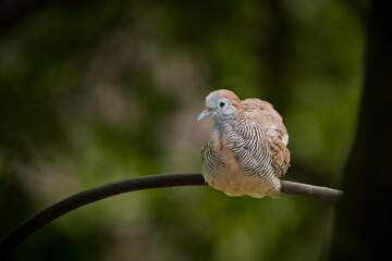 bird  on a branch
