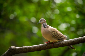 pigeon on a tree
