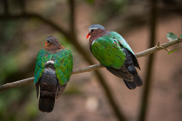 hummingbird on a branch
