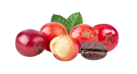 coffee beans  ripe and unripe berries on transparent png