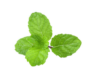 mint leaves on transparent png