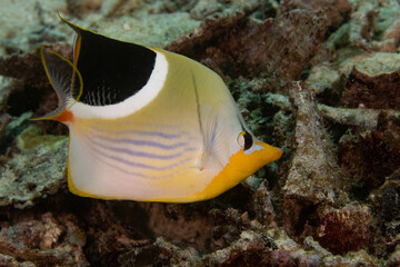 Saddle butterflyfish in Raja Ampat