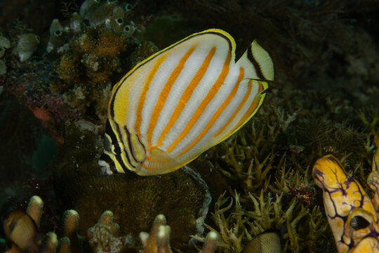 Ornate Butterflyfish in Raja Ampat