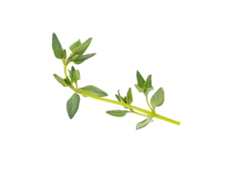 Fresh thyme isolated on transparent png