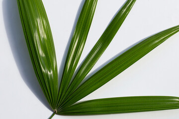 Lady palm leaf on white background.