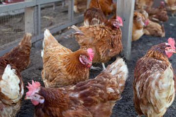 Hens in the chicken farm. Organic poultry house.