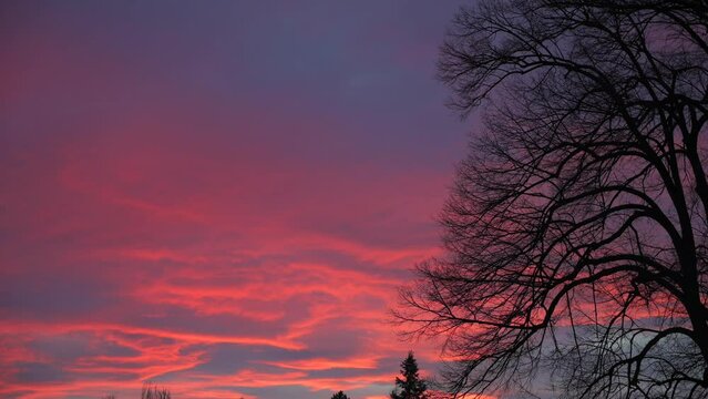 Beautiful red colored sky at sunset, silhouettes of trees on the horizon, branches swaying in the wind.