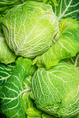 Fototapeta premium Lots of fresh cabbage.