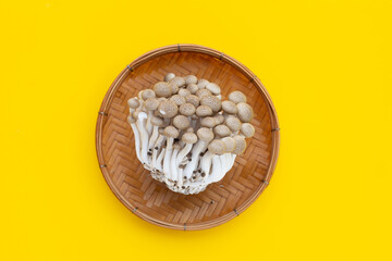 White beech mushrooms, Shimeji mushroom, Edible mushroom on yellow background.
