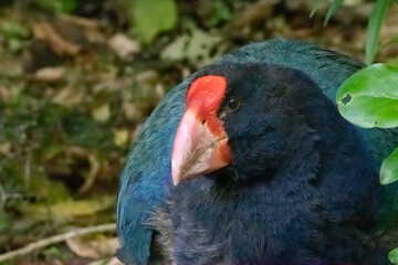 A rare South Island Takahe in New Zealand