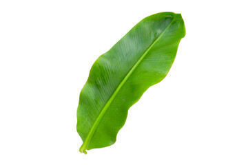 Obraz premium Fresh banana leaf on white background.