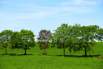 green grass plant nature landscape