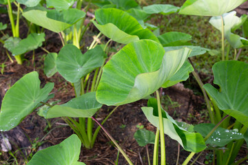 Taro garden, taro planting plot