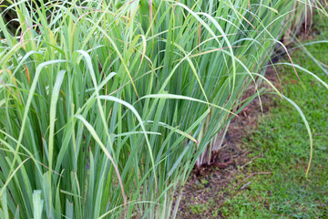 Fototapeta premium Lemongrass clump in the garden